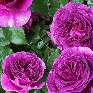 比利时中苗密涅瓦 大花浓香月季扦插花苗蓝紫浓香玫瑰阳台花园