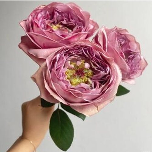 金棕花瓶/蓝鋆花瓶小苗稀有复古大包子耐热耐晒花期长灌木玫瑰苗