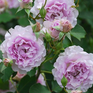 新浪潮 扦插月季紫色浓香小苗 大花切花玫瑰阳台庭院绿植日月