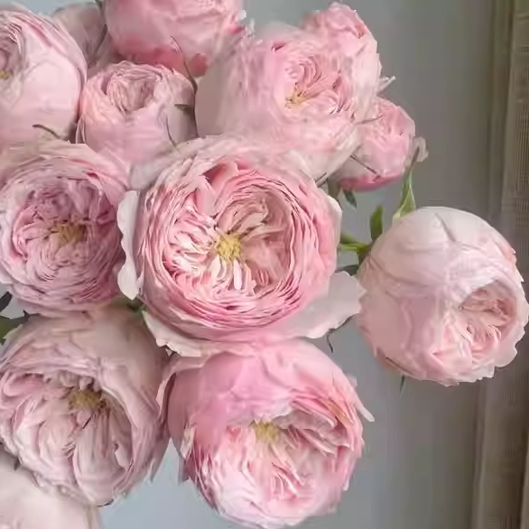 新品酷皮泡泡月季花苗灌木多头