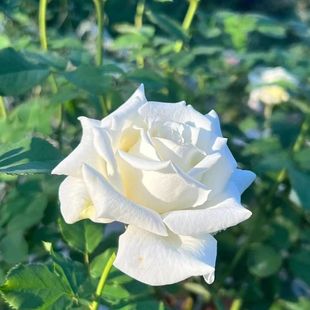 保罗二世月季小苗 扦插小苗白色大花浓香庭院阳台绿植