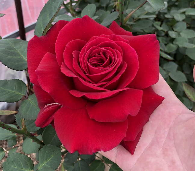 凤凰图瓦中苗 扦插大花浓香多季开勤花月季花卉  颜色随温度变化