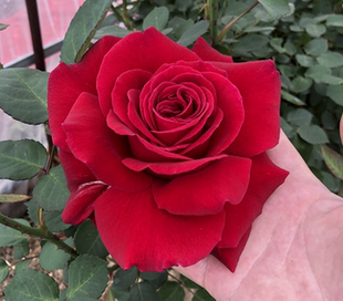 凤凰图瓦 大花浓香  多季开勤花月季花卉  颜色会随着温度变化