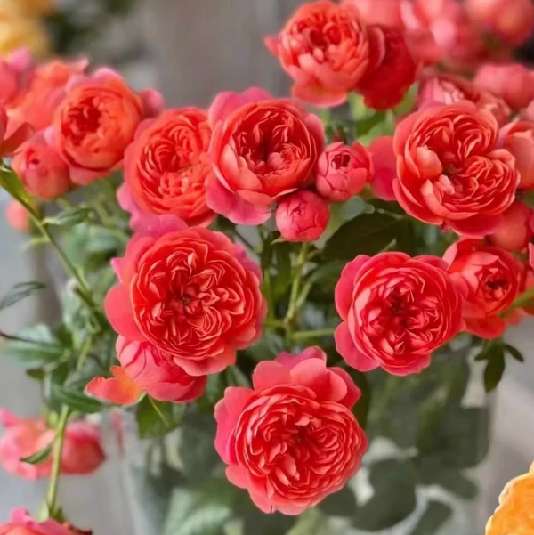 彩虹果汁小苗 阳台果汁 多头浓香大花月季,鲜花速递/花卉仿真/绿植园艺,月季/蔷薇/玫瑰,淘宝优惠券,粉丝福利购,淘宝优惠卷