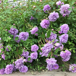 花苗多季 蓝色阴雨藤本月季 开花适合阳台栅栏庭院爬藤植物花卉盆栽