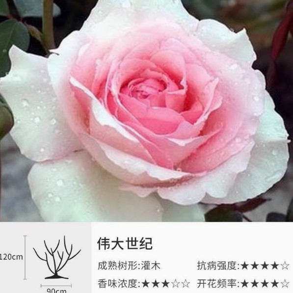 伟大世纪 粉色超大花 四季勤花阳台庭院植物盆栽仙女月季花苗,鲜花速递/花卉仿真/绿植园艺,月季/蔷薇/玫瑰,淘宝优惠券,粉丝福利购,淘宝优惠卷