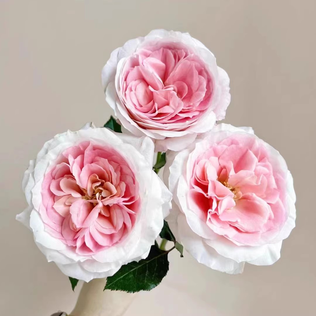 粉红梅拉新娘小苗 超新品扦插 大花花卉玫瑰阳台庭院盆栽花苗月季