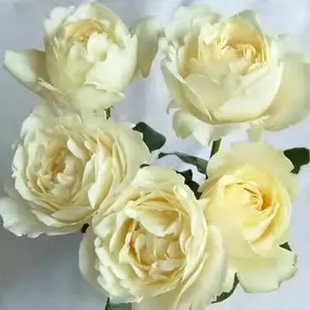 伊芙白法师伯小苗纯系列浓香切包月季花苗盆栽花卉扦插苗