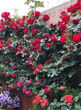 德国佛罗伦蒂娜 红色大花大型藤本欧月新品净化空气攀援花卉月季