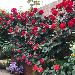 德国佛罗伦蒂娜 红色大花大型藤本欧月新品净化空气攀援花卉月季