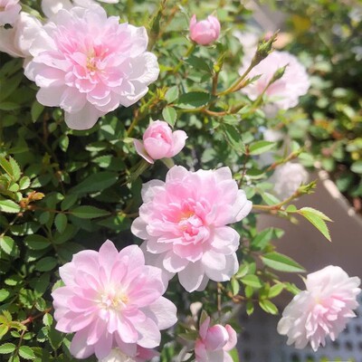 春色满园月季园四季勤花