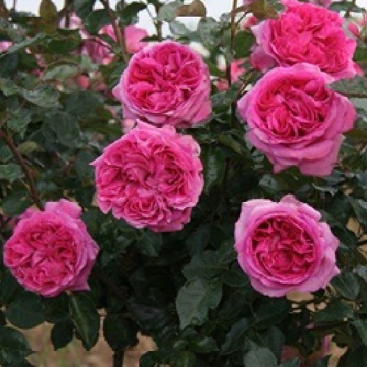 春色满园月季大花浓香