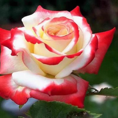 春色满园月季园中苗月季