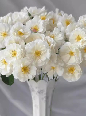 白帆之冬月季中苗花苗带盆栽好多季开花可藤可灌阳台庭院勤花抗病