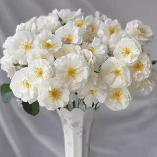 白帆之冬月季 开花可藤可灌阳台庭院勤花抗病 中苗花苗带盆栽好多季