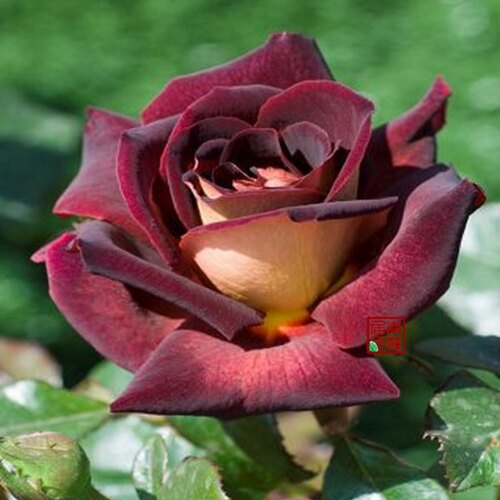 骇客中苗暗红色月季月季花苗yj