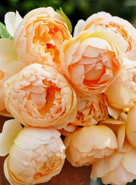 无名的裘德/朦胧的朱迪 奥斯汀灌木月季浓香阳台庭院多季玫瑰小苗