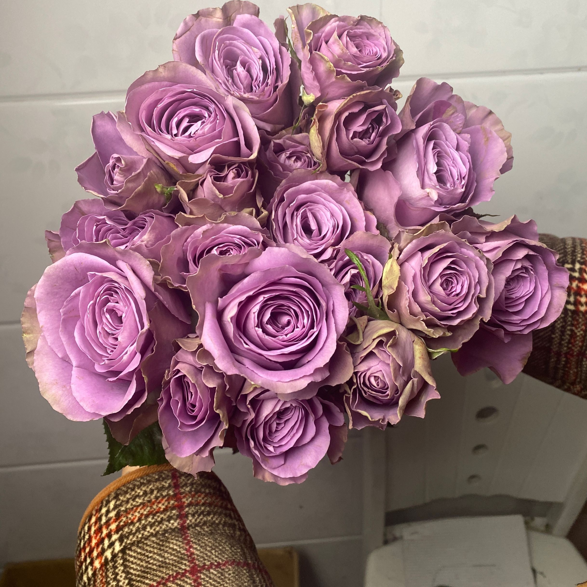 紫禁城/罗马新娘中苗阳台楼顶庭院盆栽地栽月季花苗,鲜花速递/花卉仿真/绿植园艺,绿植,淘宝优惠券,粉丝福利购,淘宝优惠卷