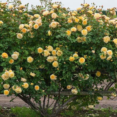 欢笑格鲁吉亚月季春色满园