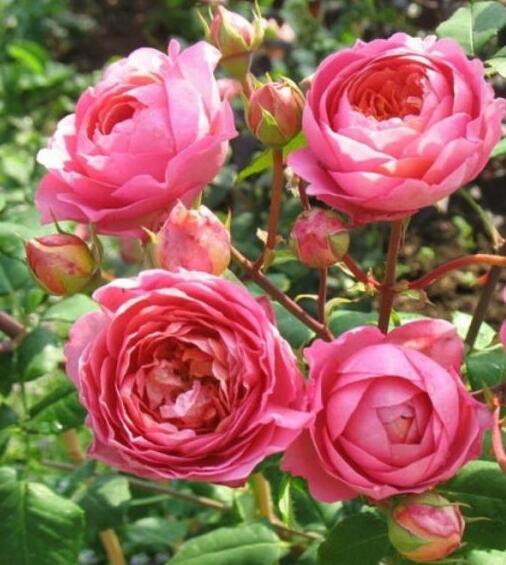 阿芒迪娜夏奈尔(Amandine Chanel 法国 灌木多季节月季)花苗正品保证
