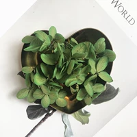 Фруктовый зеленый 1G