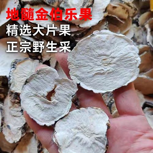 伯乐果 地髓金 精选大片 正宗野生云南边境山货泡水煮水阿松现收