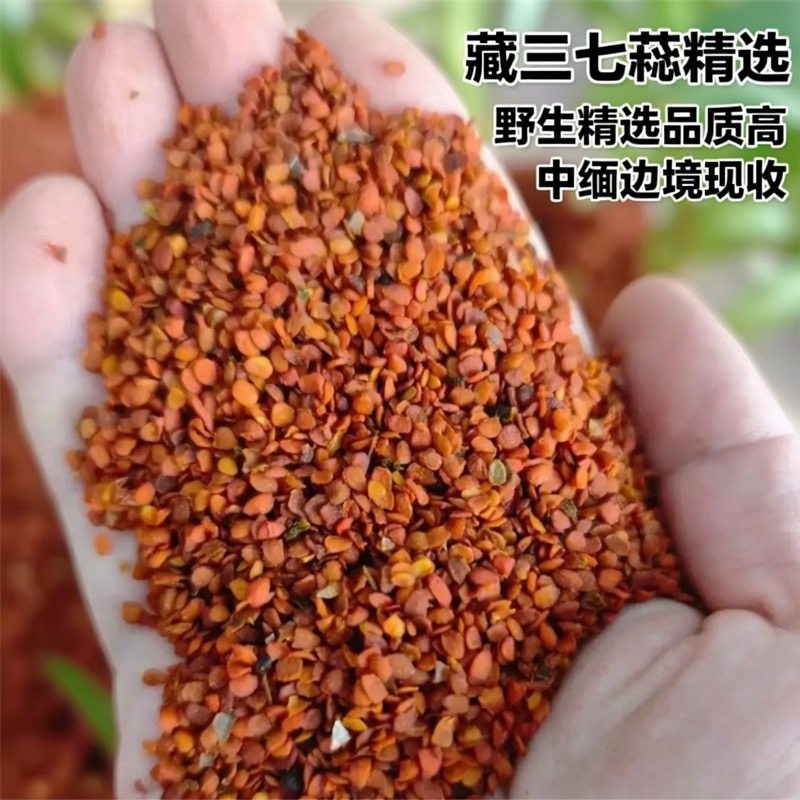 藏三七蕊 野生正品精选包邮发货中缅边境阿松现收云南山货农产品