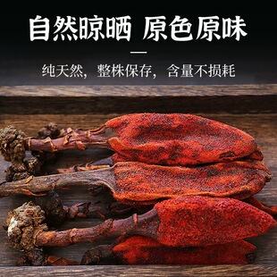回春草 文王一支笔 不老草泡酒搭配枸杞中缅边境云南阿松现收山货