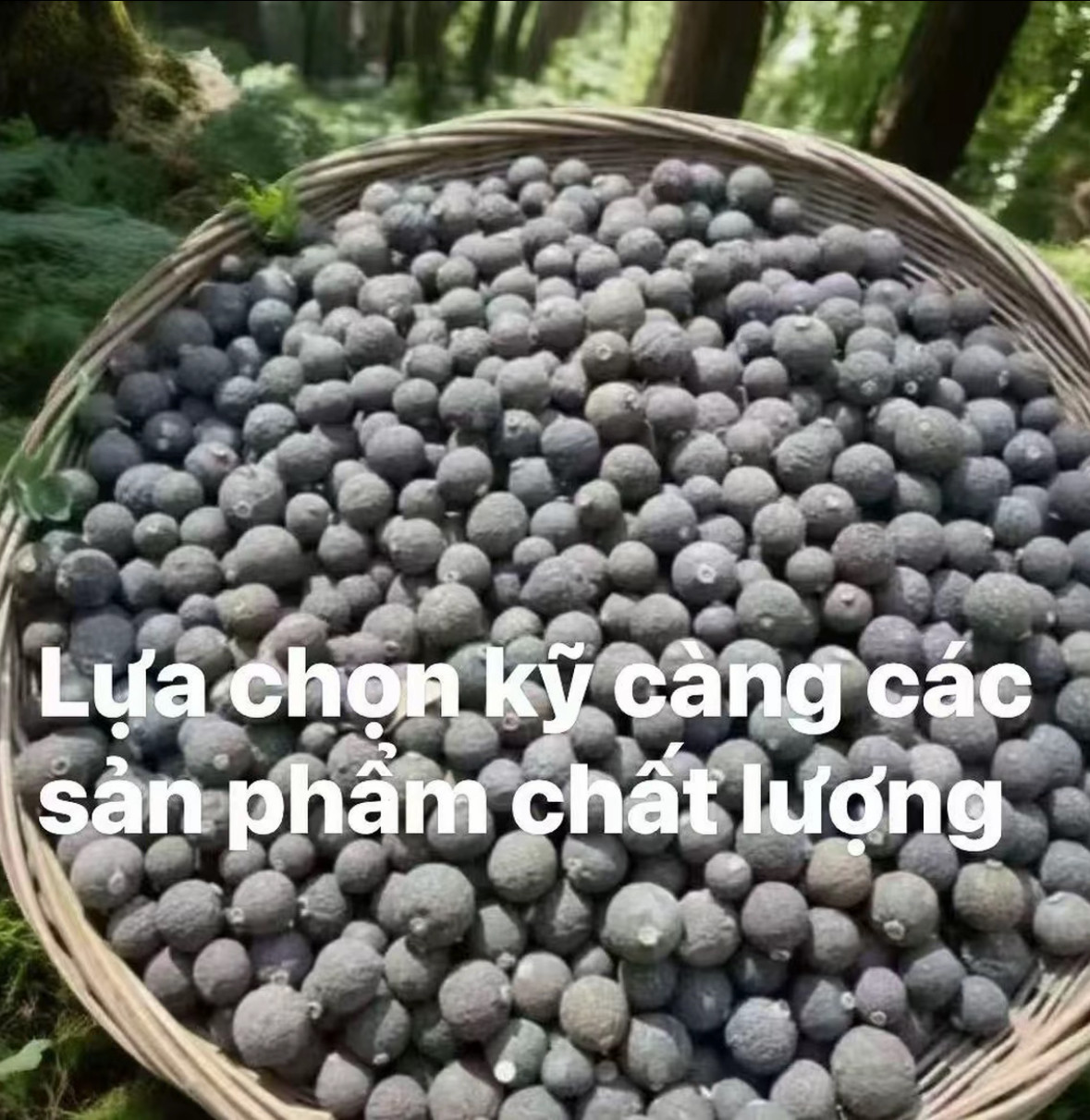 越南小柑胎 越南野生正品黑灵果 滋补中越边境天然新货泡水煮水