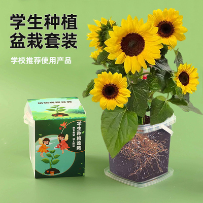 向日葵种子儿童种植小盆栽