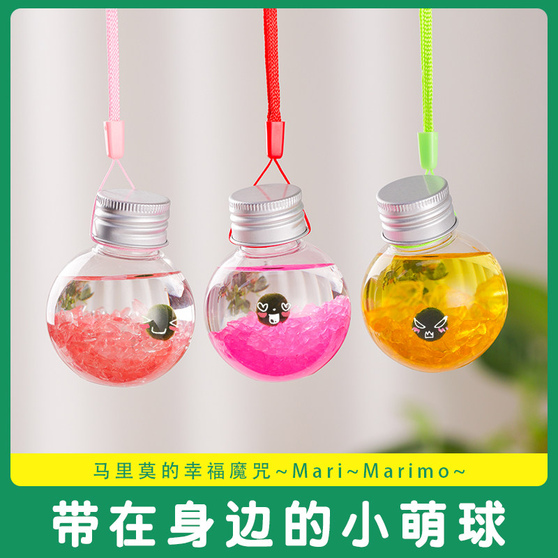 marimo海藻球生态瓶创意迷你植物桌面宠物球藻微景观瓶子学生礼品