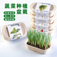 蔬菜种植小盆栽薄荷小葱种子香菜桌面植物可食用土培生菜盆栽儿童