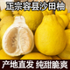 正宗广西容县沙田柚当季 新鲜水果柚子纯甜白肉广东梅州5斤10斤