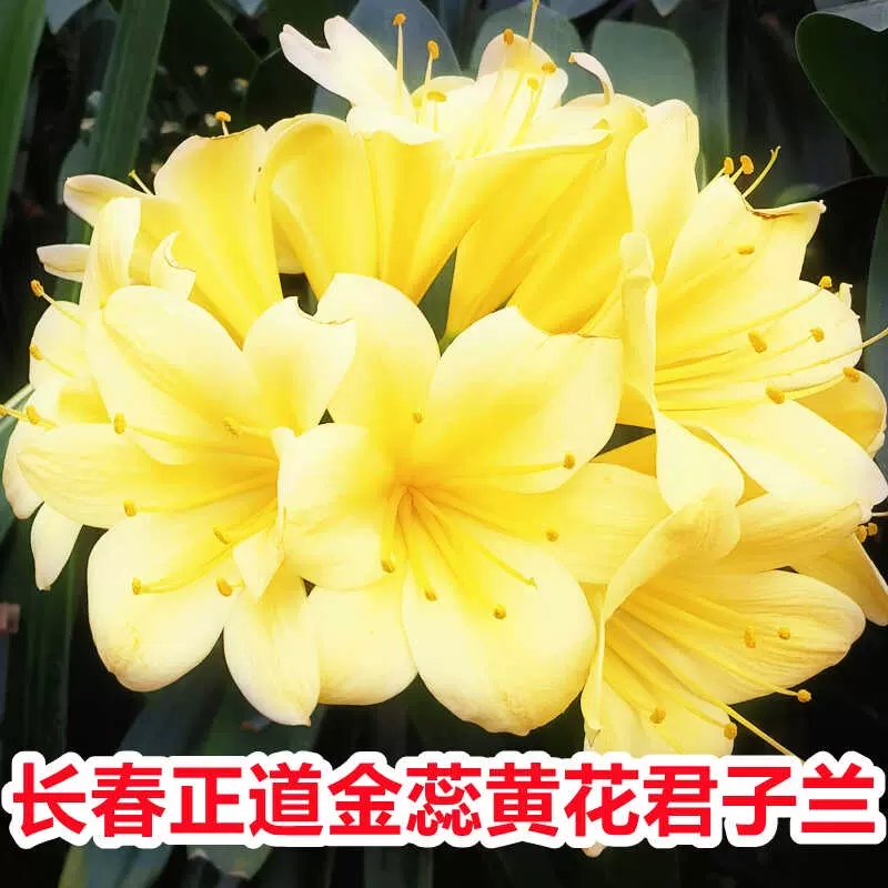 长春精品黄花君子兰正品保真室内桌面绿植