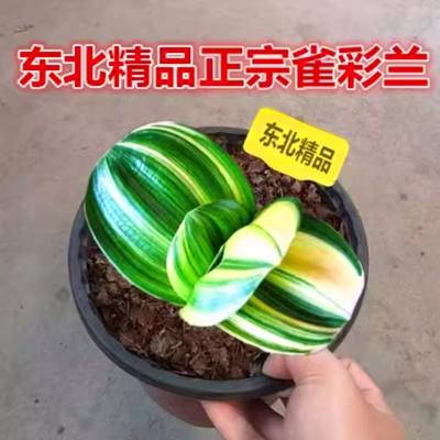 东北长春新款君子兰雀彩兰小苗元宝短叶圆头金丝鸳鸯室内盆栽绿植