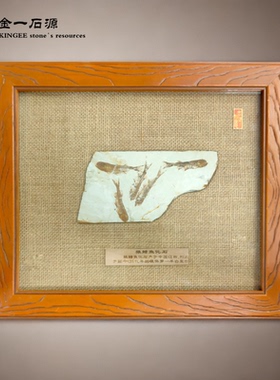 古生物狼鳍鱼客厅化石标本装饰画
