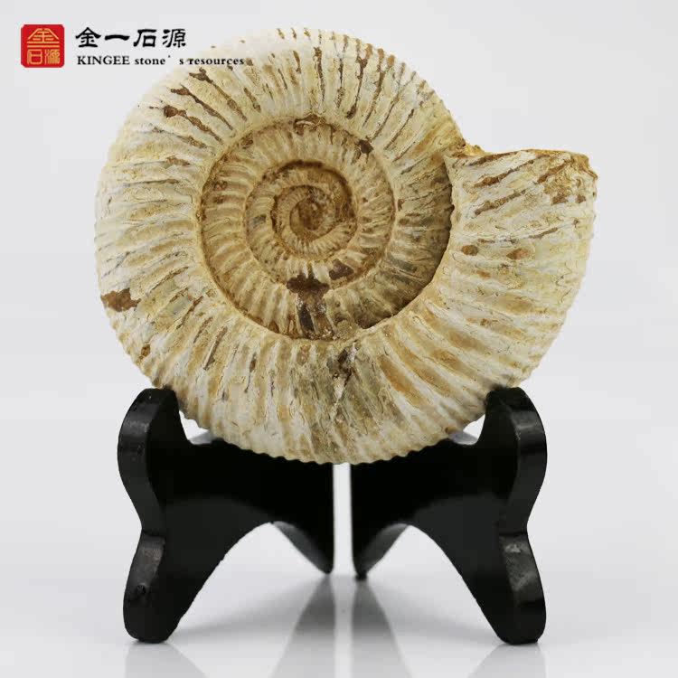 天然巴甫洛夫菊石海螺古生物化石原石教学标本百搭软装修桌面摆件