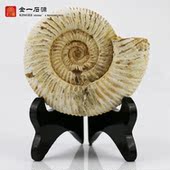 天然巴甫洛夫菊石海螺古生物化石原石教学标本百搭软装 修桌面摆件