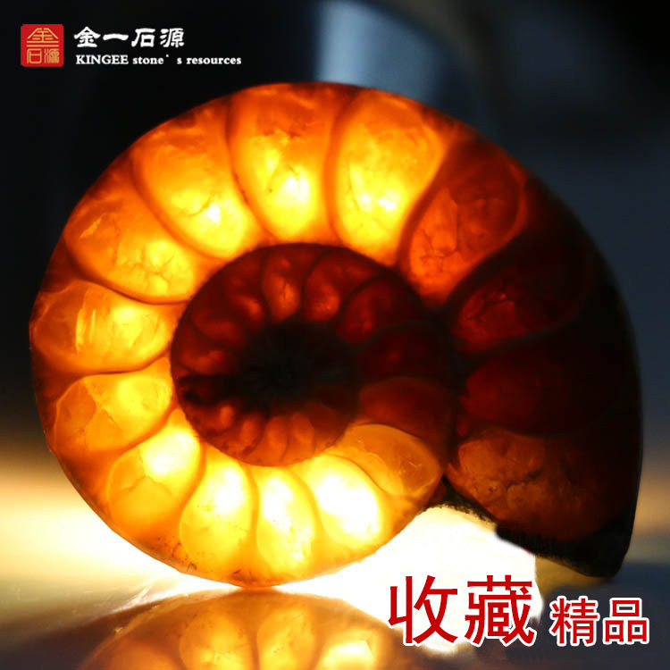 天然玉化发财转运螺菊石切片古生物化石教学标本原石摆件DIY挂饰