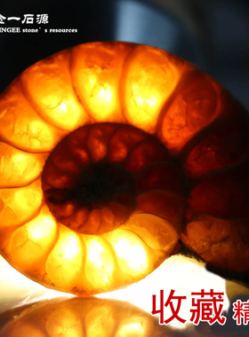 天然玉化发财转运螺菊石切片古生物化石教学标本原石摆件DIY挂饰