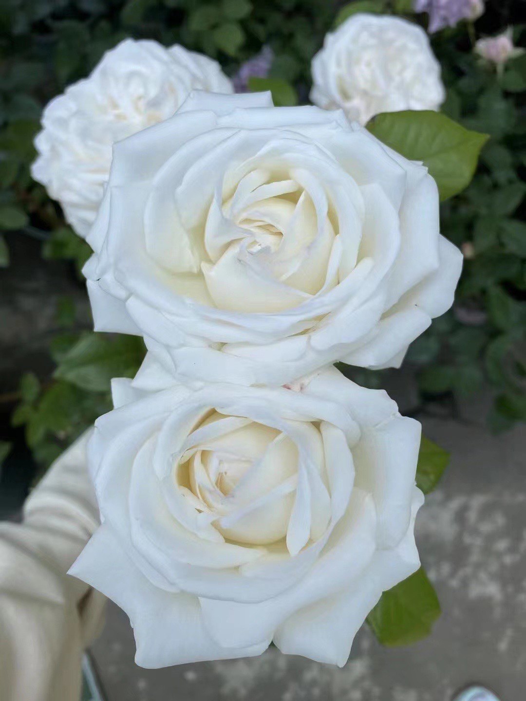 一加仑珍妮莫罗带盆发货包邮