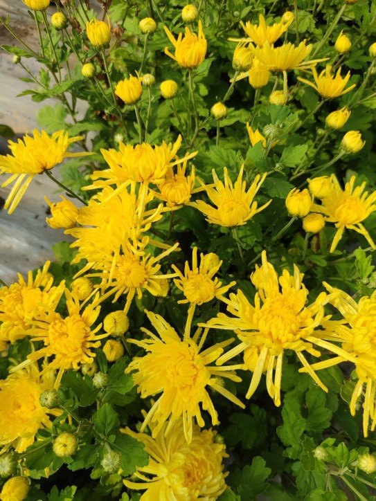 金丝菊泡茶食用菊庭院阳台绿植盆栽