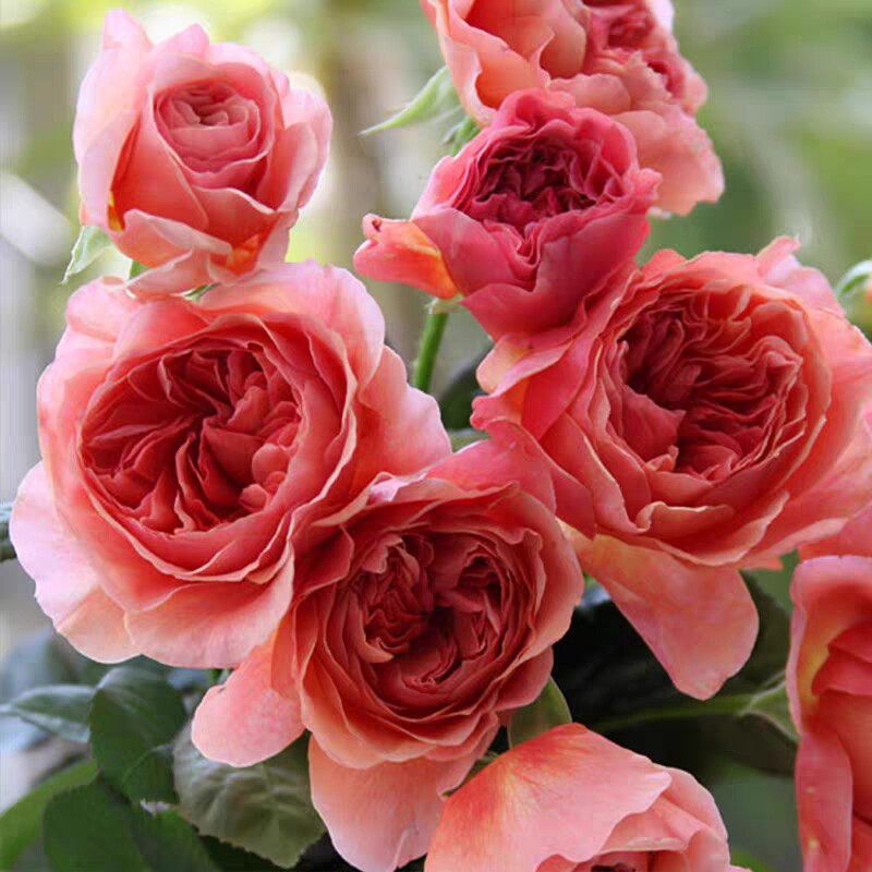 包邮一加仑香织装饰日本月季浓香丰花