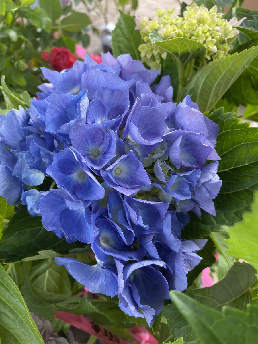 大海蓝一加仑中苗绣球盆栽带盆发货包邮包成活