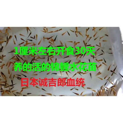 日系锦鲤淡水鱼苗多品种未挑选