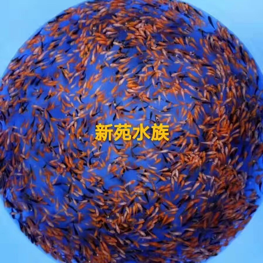 好养幼苗日本纯种纯种水花锦鲤