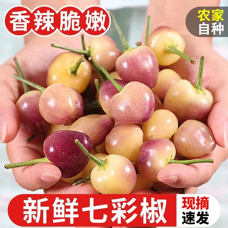 现摘广西七彩椒新鲜辣椒5斤蔬菜五彩椒泡椒小灯笼椒米椒包邮特10