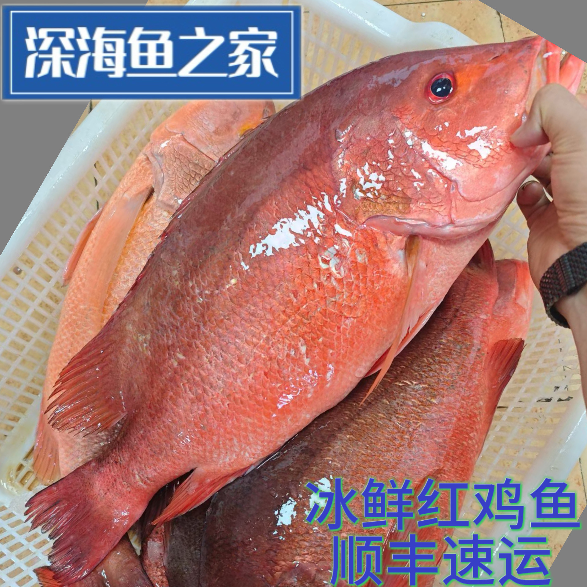 北京闪送   冰鲜红鸡鱼 红鸡仔红鳍赤鳍笛鲷  深海鱼 海鲜水产,水产肉类/新鲜蔬果/熟食,鲈鱼,淘宝优惠券,粉丝福利购,淘宝优惠卷