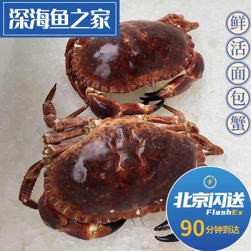 北京闪送1.5-3斤/只鲜活面包蟹进口海鲜 黄金螃蟹 快递保鲜不保活