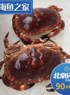 北京闪送1.5-3斤/只鲜活面包蟹进口海鲜 黄金螃蟹 快递保鲜不保活
